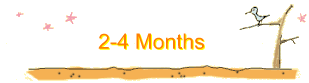 2-4 Months